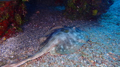 Urobatis jamaicensis