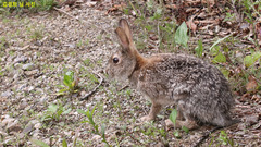 Lepus coreanus