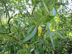 Salix euxina
