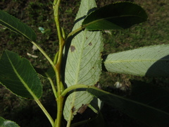 Salix euxina