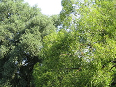 Salix euxina