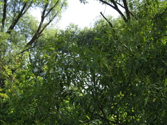 Salix euxina