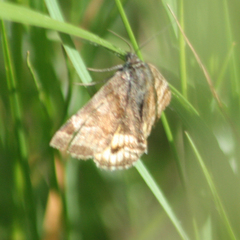 Euclidia glyphica