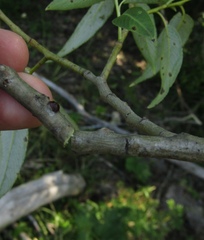 Salix euxina