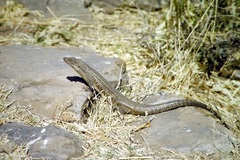 Matobosaurus validus