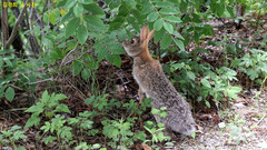 Lepus coreanus