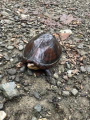 Kinosternon leucostomum