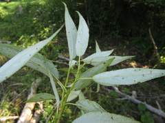 Salix euxina