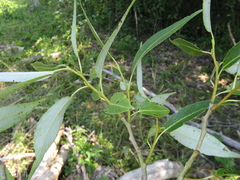 Salix euxina