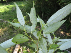 Salix euxina