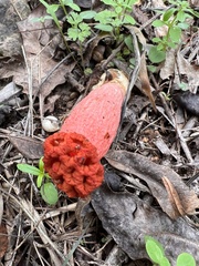 Lysurus periphragmoides