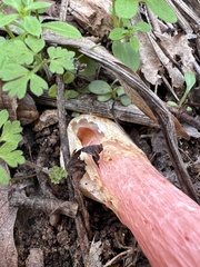 Lysurus periphragmoides