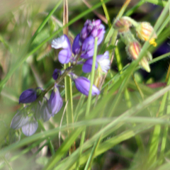 Polygala vulgaris