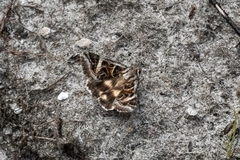 Cerocala vermiculosa