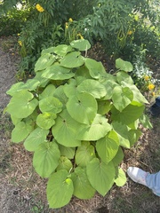 Piper auritum