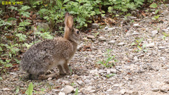 Lepus coreanus