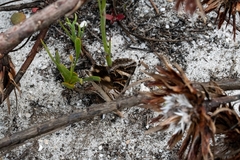 Cerocala vermiculosa