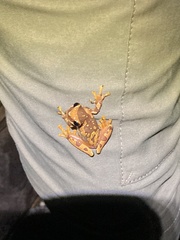 Dendropsophus ebraccatus