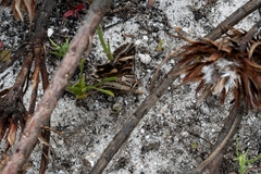 Cerocala vermiculosa