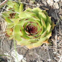 Sempervivum