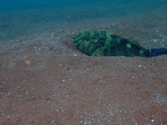 Cirrhitus rivulatus