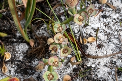 Euphorbia tuberosa