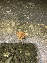 Dendropsophus ebraccatus