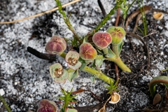 Euphorbia tuberosa