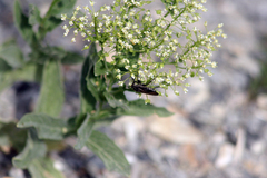 Lepidium draba