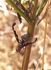 Diacrita costalis