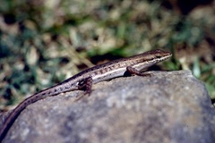 Trachylepis damarana