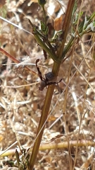 Diacrita costalis