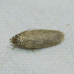 Depressariidae