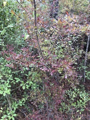 Vaccinium arboreum