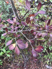 Vaccinium arboreum