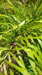 Coraliomela aeneoplagiata