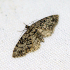 Eupithecia tantillaria