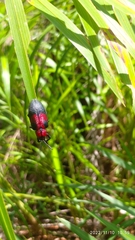 Coraliomela aeneoplagiata