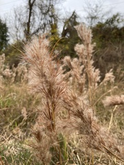 Andropogon