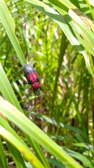 Coraliomela aeneoplagiata