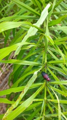 Coraliomela aeneoplagiata