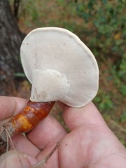 Ganoderma curtisii