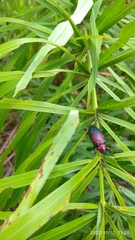 Coraliomela aeneoplagiata