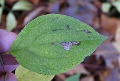 Stigmella rhamnicola