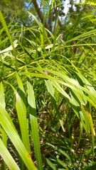 Coraliomela aeneoplagiata