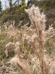 Andropogon