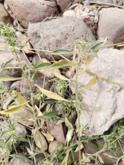 Ditaxis serrata