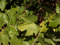 Vitis girdiana