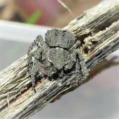 Stephanopis altifrons