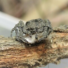 Stephanopis altifrons